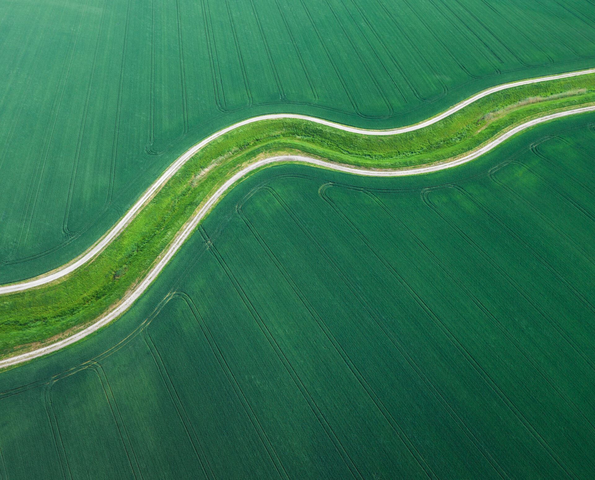 Wheat Field