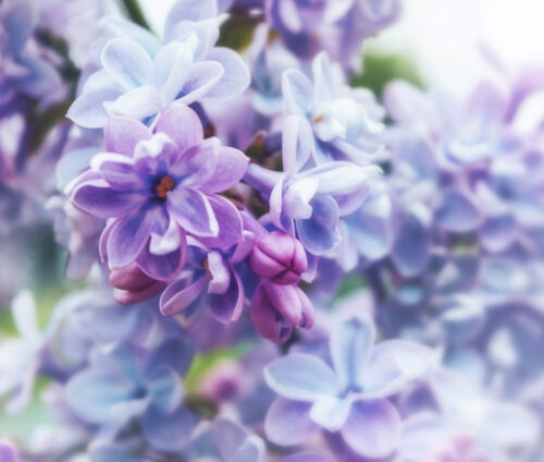 lilac flowers branch on a green background, natural spring background. Lilac blooms. Sunny day in the garden.  morning.