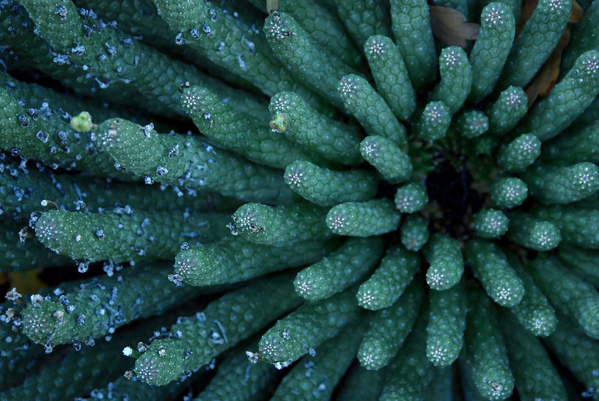 Abstract Euphorbia esculenta Marloth at a Botanical Garden in California